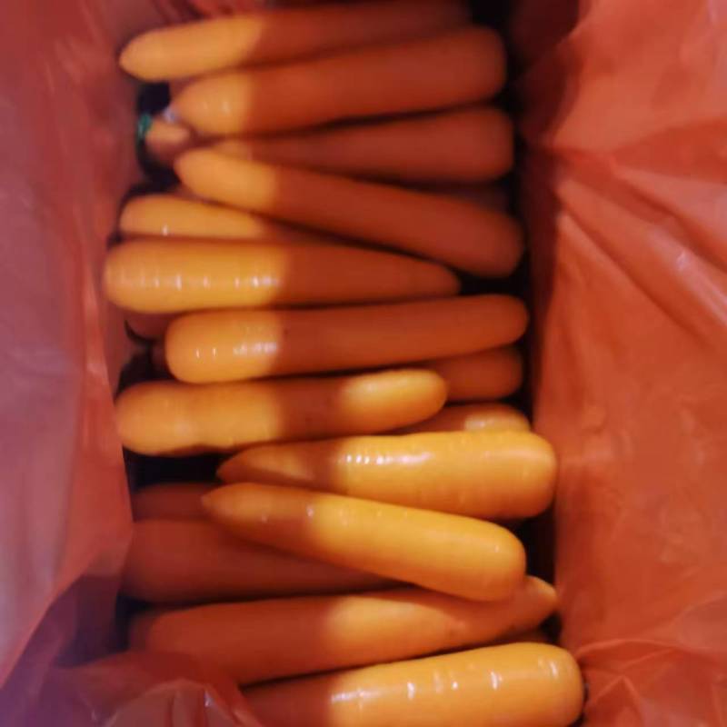 开封胡萝卜带叶半叶净菜毛菜带土无叉无裂条形好水分足耐储存