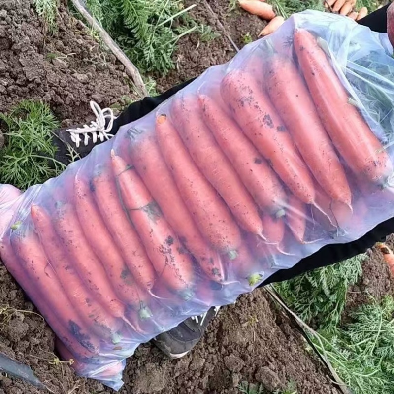 通许胡萝卜三红胡萝卜电商货加工货商超都有可做各种包装