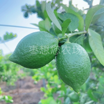 香水柠檬青黄果~量大