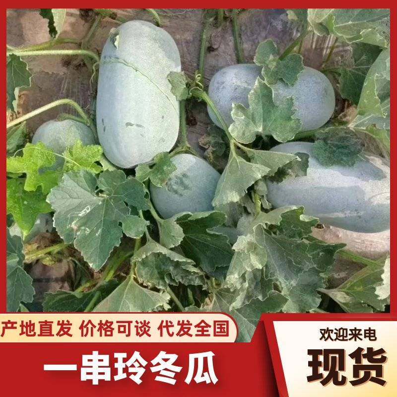 河南一串铃冬瓜瓜形端正可以装网袋编织袋皮厚好运输有场地备货快