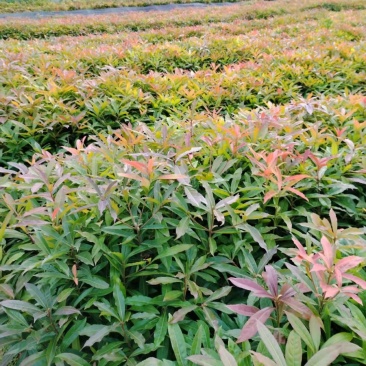 木荷苗（容器苗）公司自产自销，一手货源，价格实惠