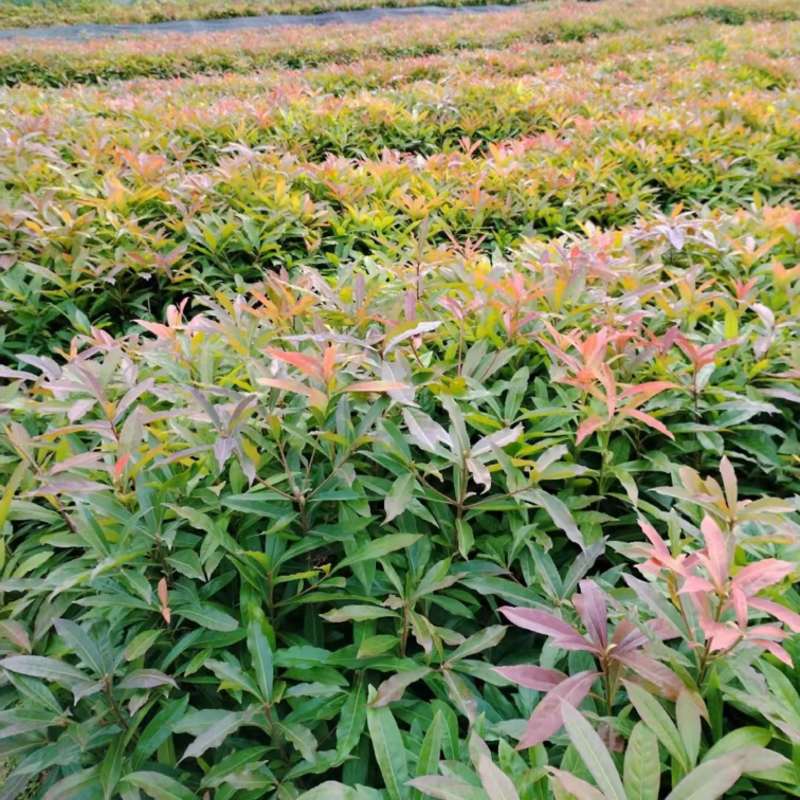 木荷苗（容器苗）公司自产自销，一手货源，价格实惠