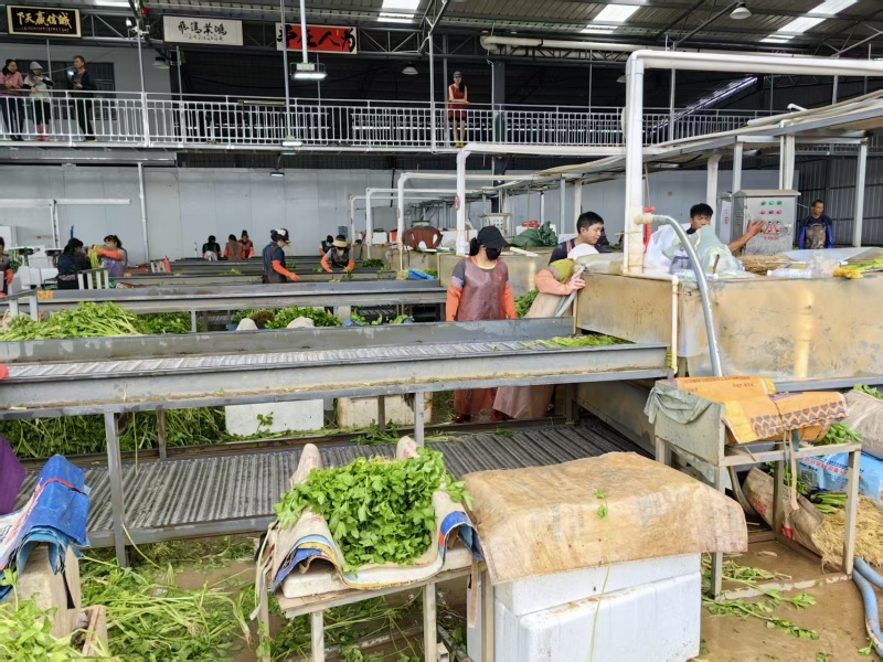云南通海小香芹大量供应质量保证可视频看货