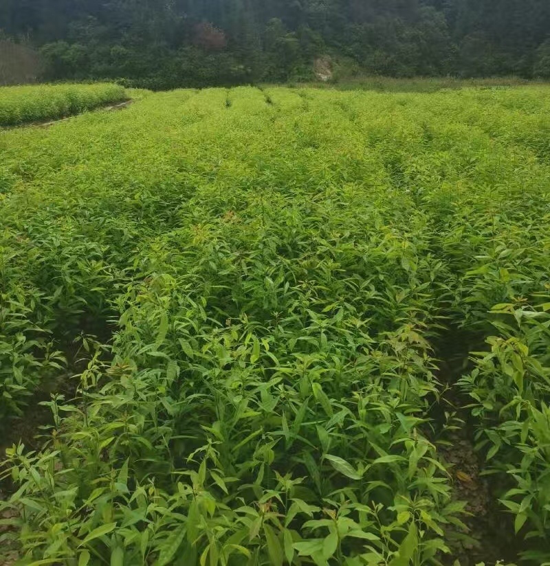 木荷苗（容器苗）公司自产自销，一手货源，价格实惠