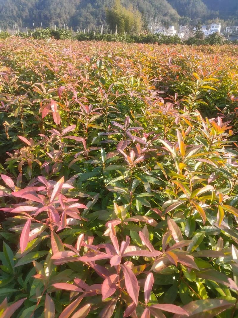 木荷苗（容器苗）公司自产自销，一手货源，价格实惠