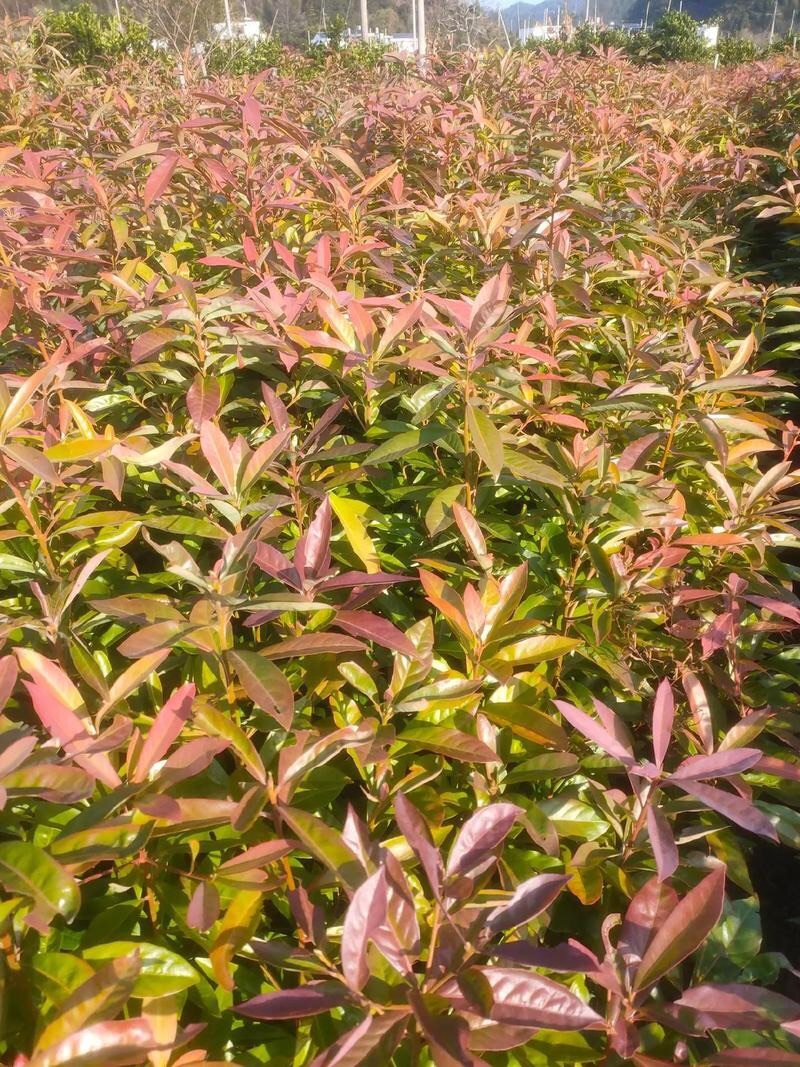 木荷苗（容器苗）公司自产自销，一手货源，价格实惠