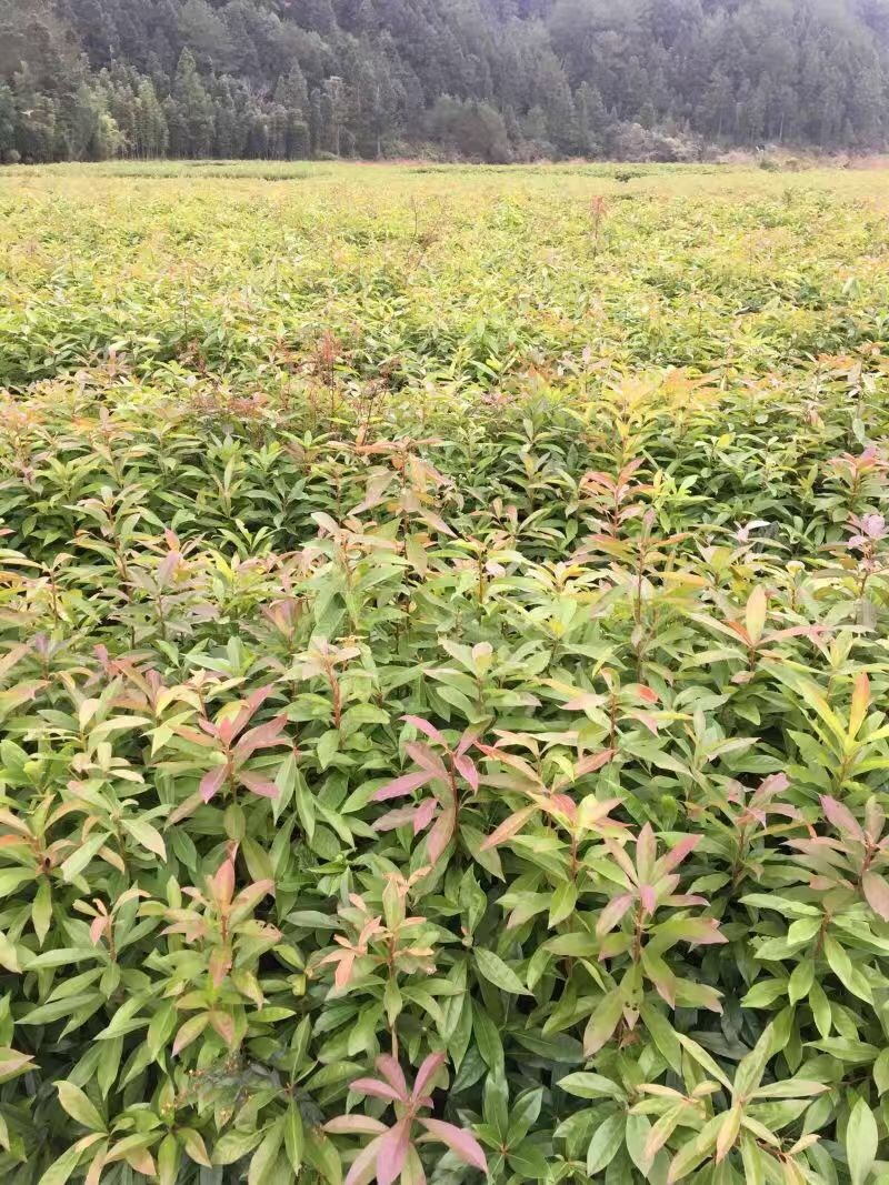 木荷苗（容器苗）公司自产自销，一手货源，价格实惠