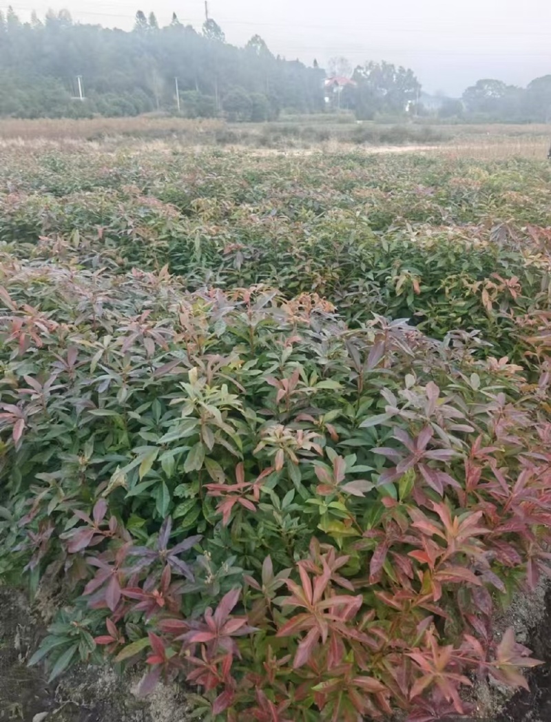 木荷苗（容器苗）公司自产自销，一手货源，价格实惠