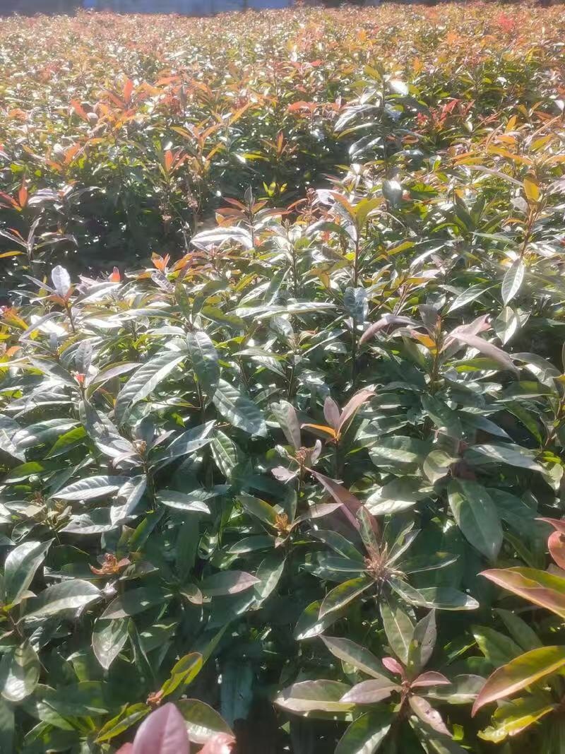 木荷苗（容器苗）公司自产自销，一手货源，价格实惠
