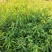 木荷苗（容器苗）公司自产自销，一手货源，价格实惠