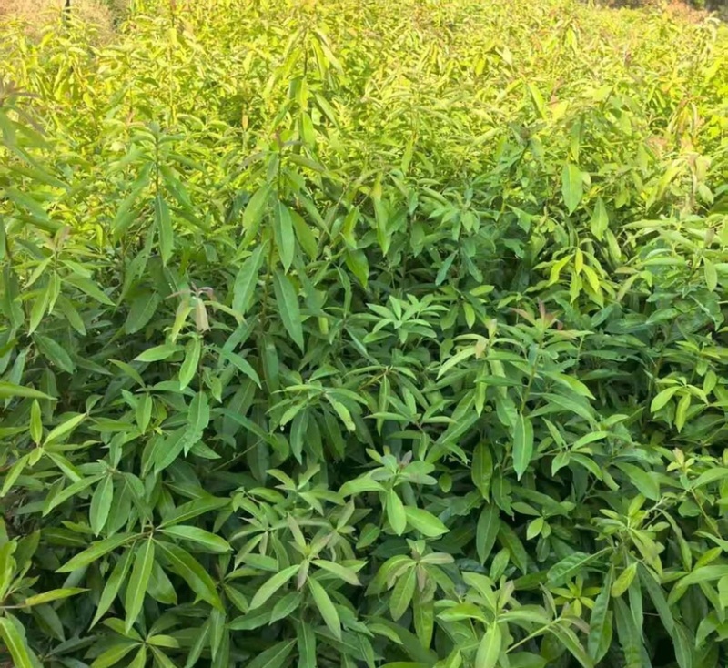 木荷苗（容器苗）公司自产自销，一手货源，价格实惠