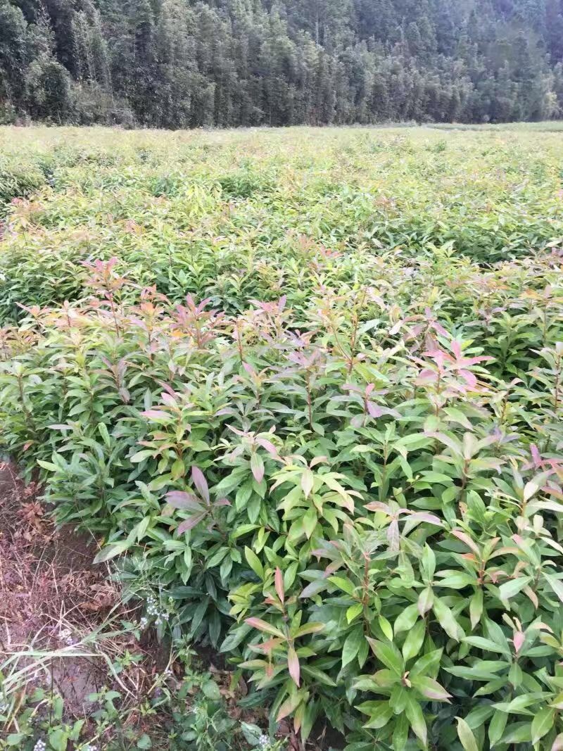 木荷苗（容器苗）公司自产自销，一手货源，价格实惠