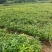 木荷苗（容器苗）公司自产自销，一手货源，价格实惠