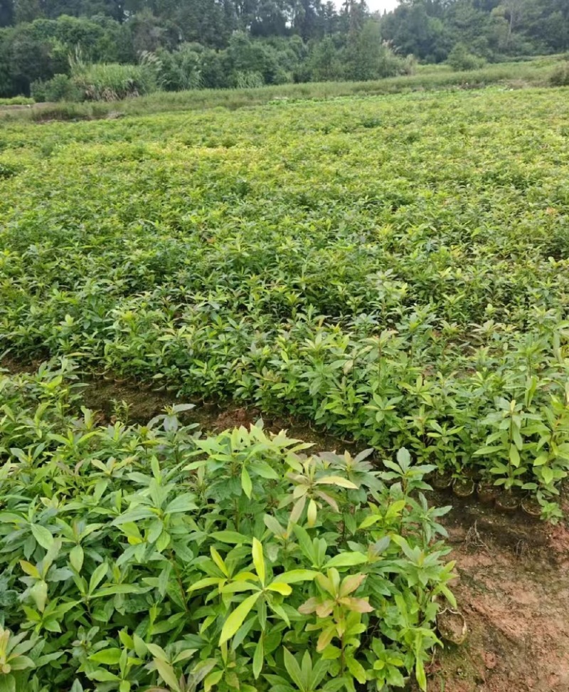 木荷苗（容器苗）公司自产自销，一手货源，价格实惠