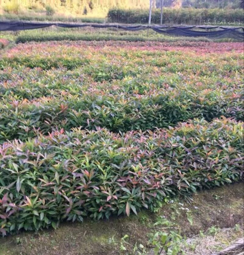 木荷苗（容器苗）公司自产自销，一手货源，价格实惠