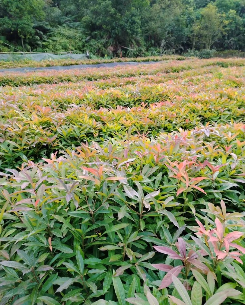 木荷苗（容器苗）公司自产自销，一手货源，价格实惠
