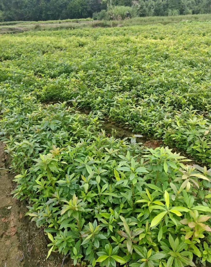 木荷苗（容器苗）公司自产自销，一手货源，价格实惠