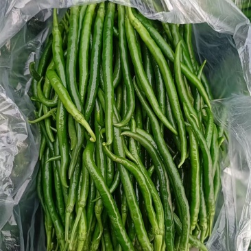 夏邑301大椒，夏邑辣椒，河南辣椒，少量上市