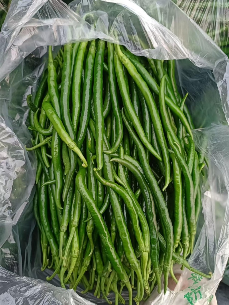 夏邑301大椒，夏邑辣椒，河南辣椒，少量上市