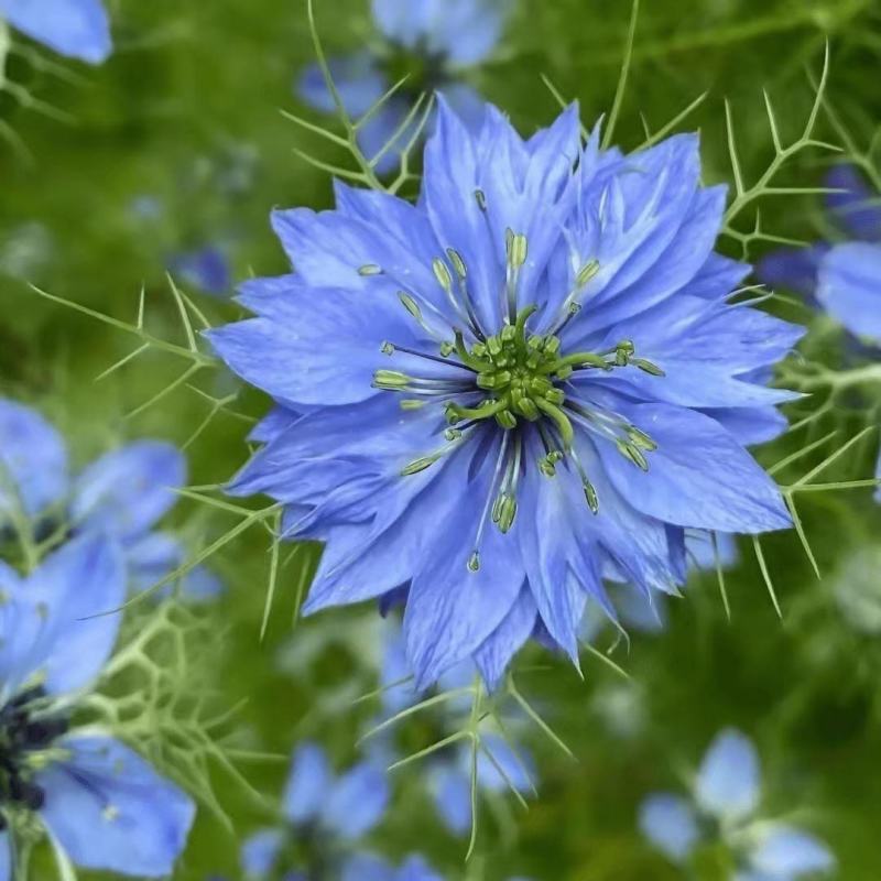 黑种草花卉种子厂家批发
