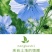 黑种草花卉种子厂家批发