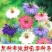 黑种草花卉种子厂家批发