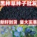 黑种草花卉种子厂家批发
