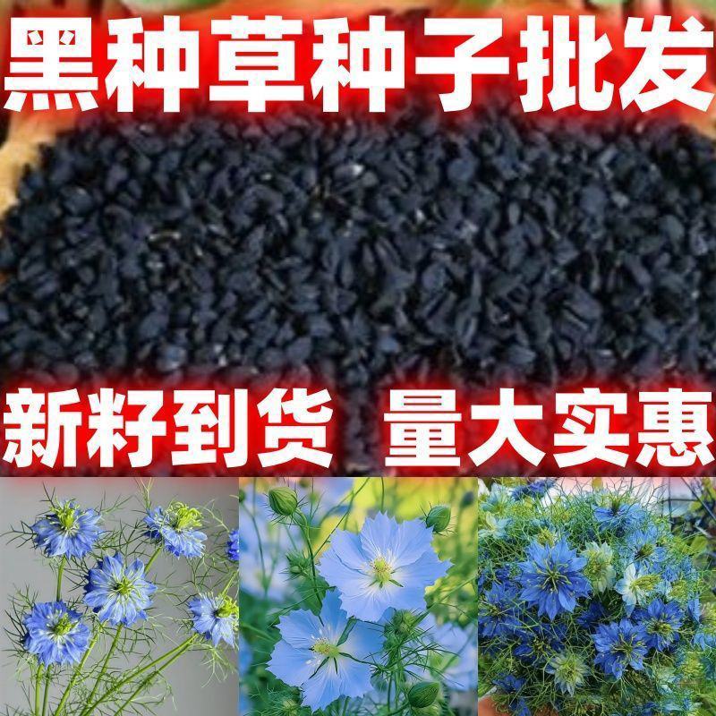 黑种草花卉种子厂家批发