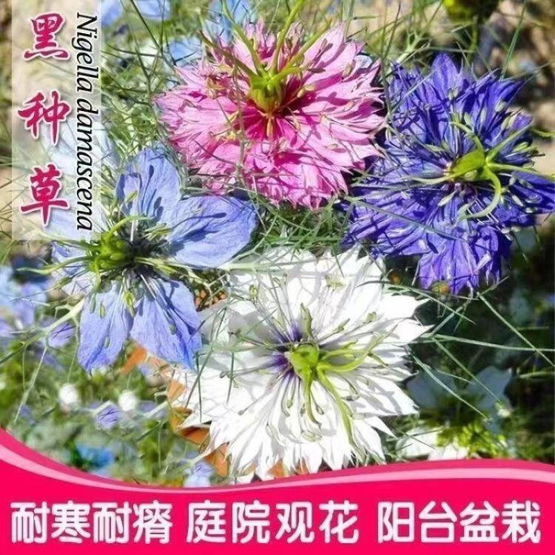 黑种草花卉种子厂家批发