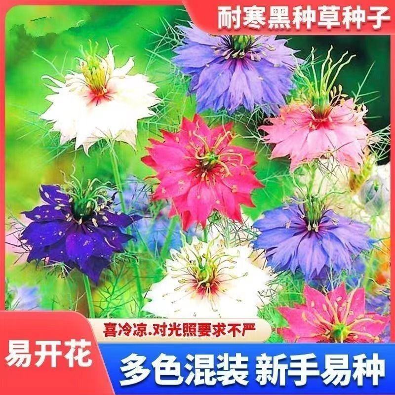 黑种草花卉种子厂家批发