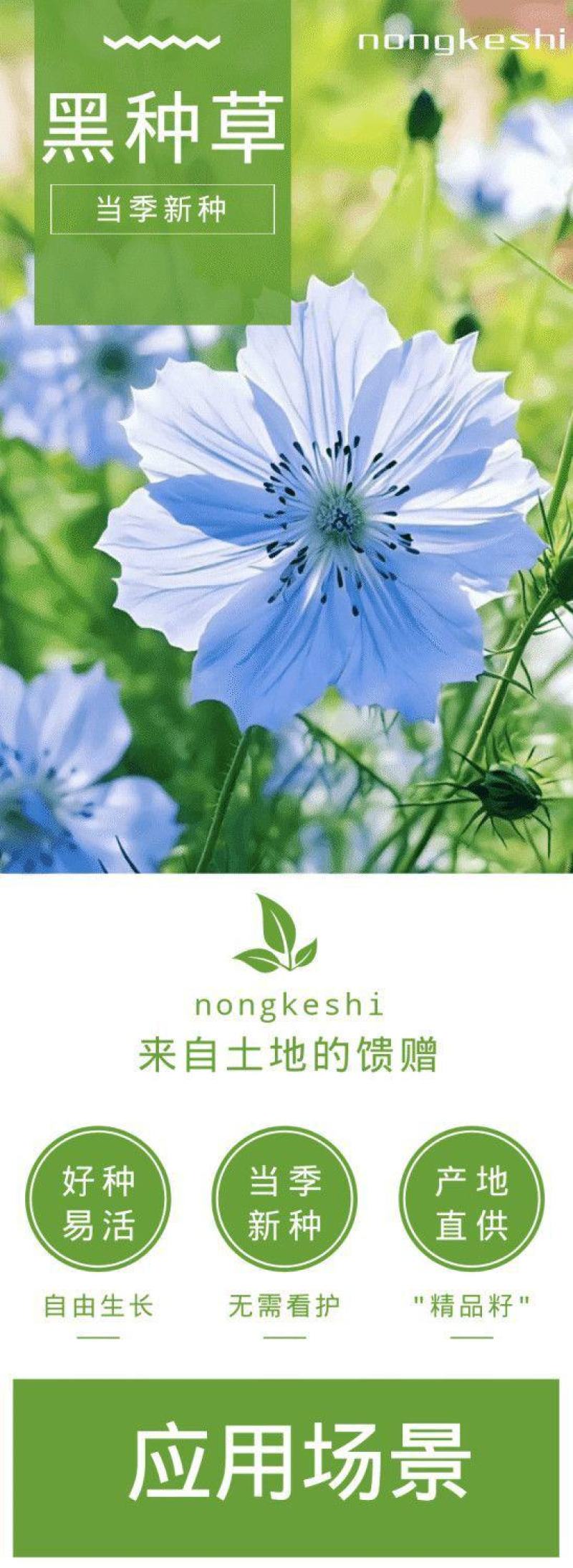 黑种草花卉种子厂家批发