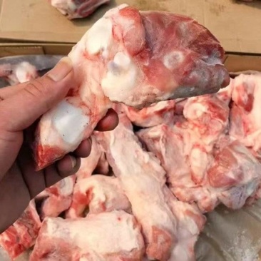 后肘骨