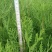 柏木（品种有侧柏、滇柏、藏柏、川柏、本地柏枝）容量苗