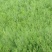 柏木（品种有侧柏、滇柏、藏柏、川柏、本地柏枝）容量苗