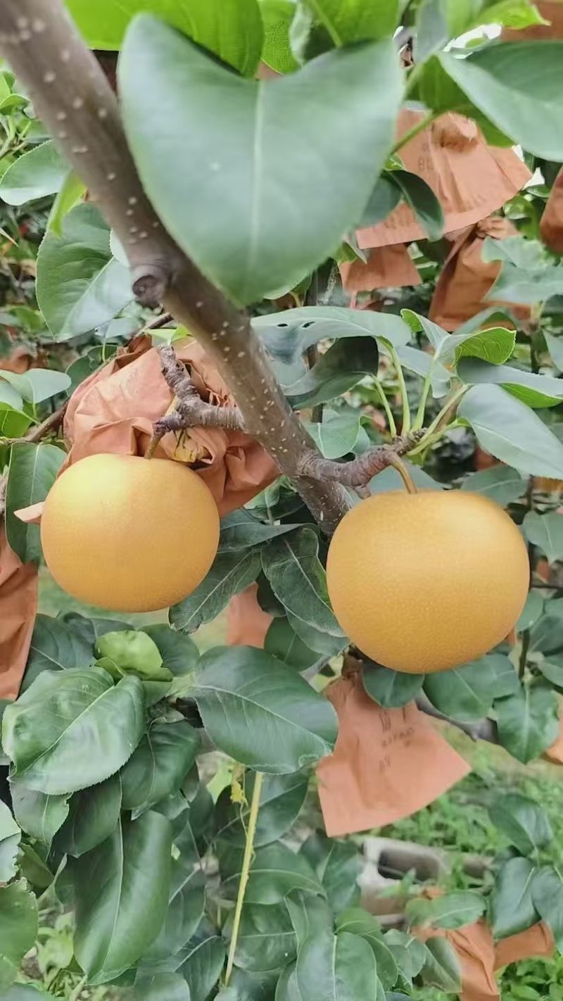 精品秋月梨
