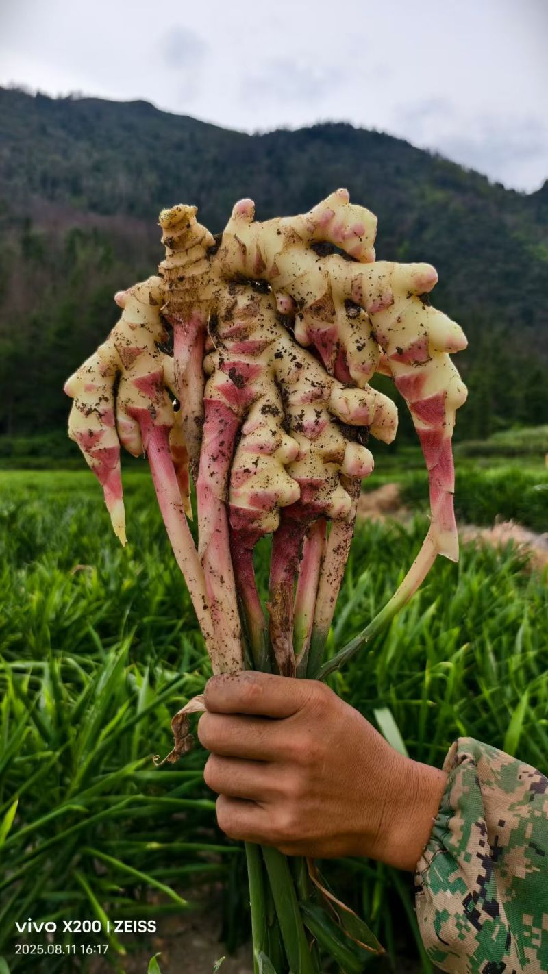 鲜姜，产地大量现货，价格便宜，质量保证，支持全国各地发货