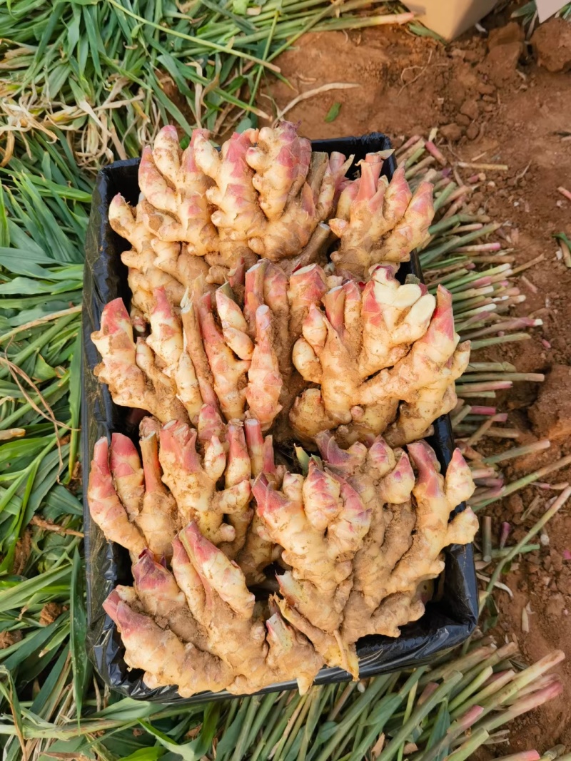 鲜姜，产地大量现货，价格便宜，质量保证，支持全国各地发货