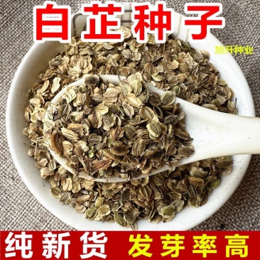 白芷种子今年新货发芽率百分之95以上正宗二年白芷种子