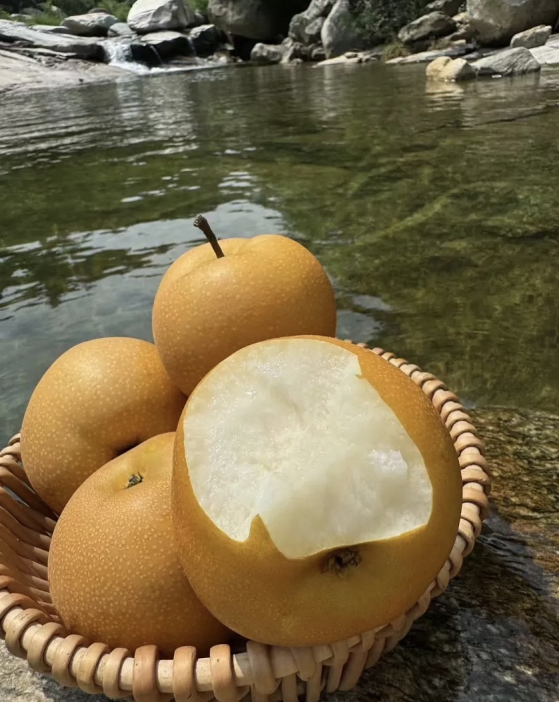 山东秋月梨大量有货基地直供品质优可对接市场商超欢迎咨询来