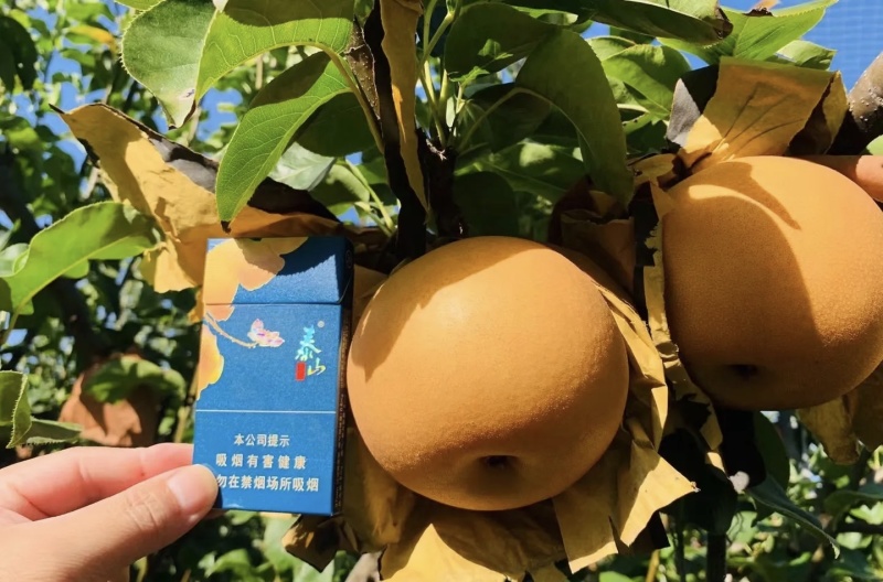山东秋月梨大量有货基地直供品质优可对接市场商超欢迎咨询来