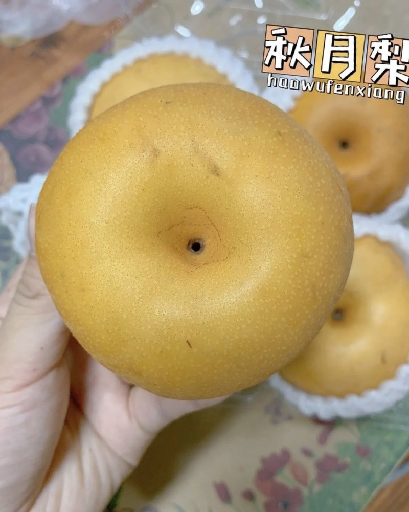 山东秋月梨大量有货基地直供品质优可对接市场商超欢迎咨询来