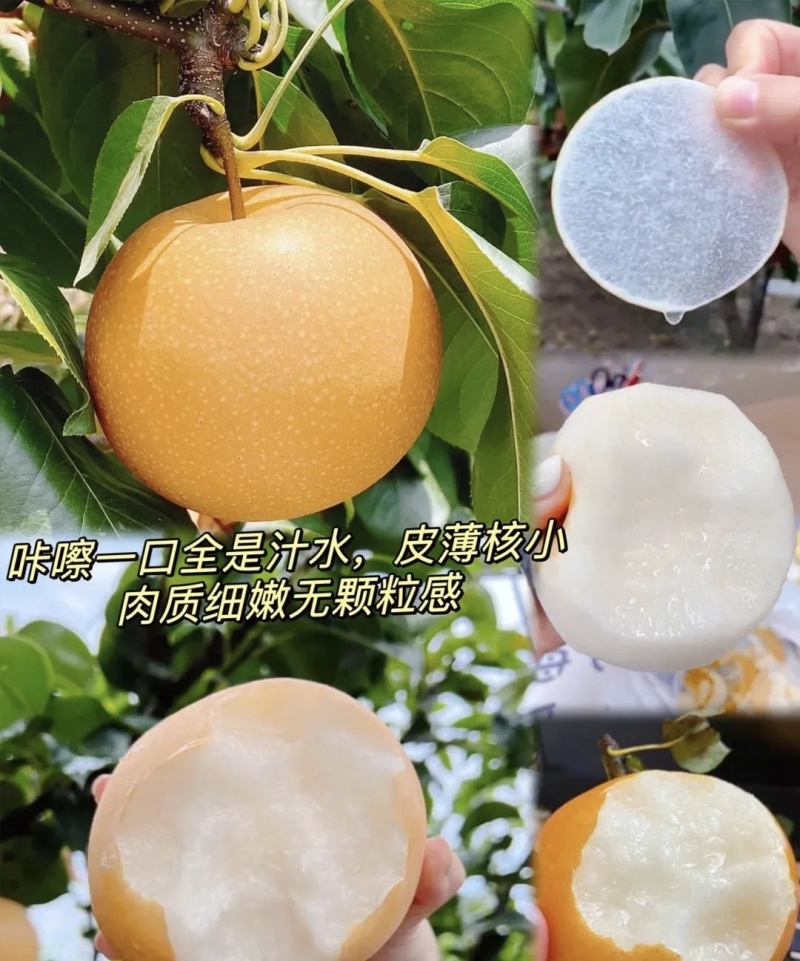 山东秋月梨大量有货基地直供品质优可对接市场商超欢迎咨询来