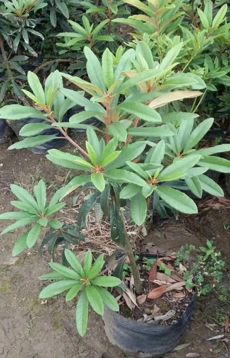 杜鹃（高山杜鹃、马缨杜鹃）容器苗，公司自产自销