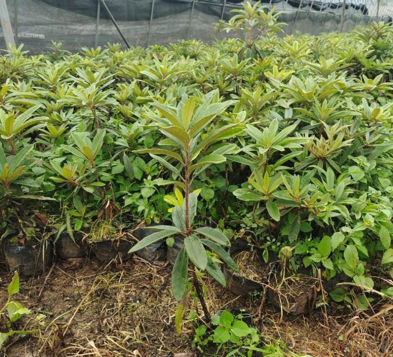杜鹃（高山杜鹃、马缨杜鹃）容器苗，公司自产自销