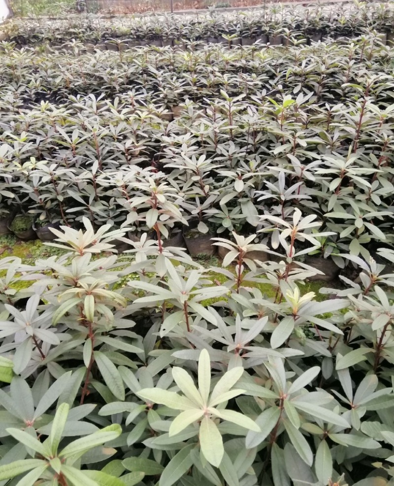 杜鹃（高山杜鹃、马缨杜鹃）容器苗，公司自产自销