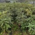 杜鹃（高山杜鹃、马缨杜鹃）容器苗，公司自产自销