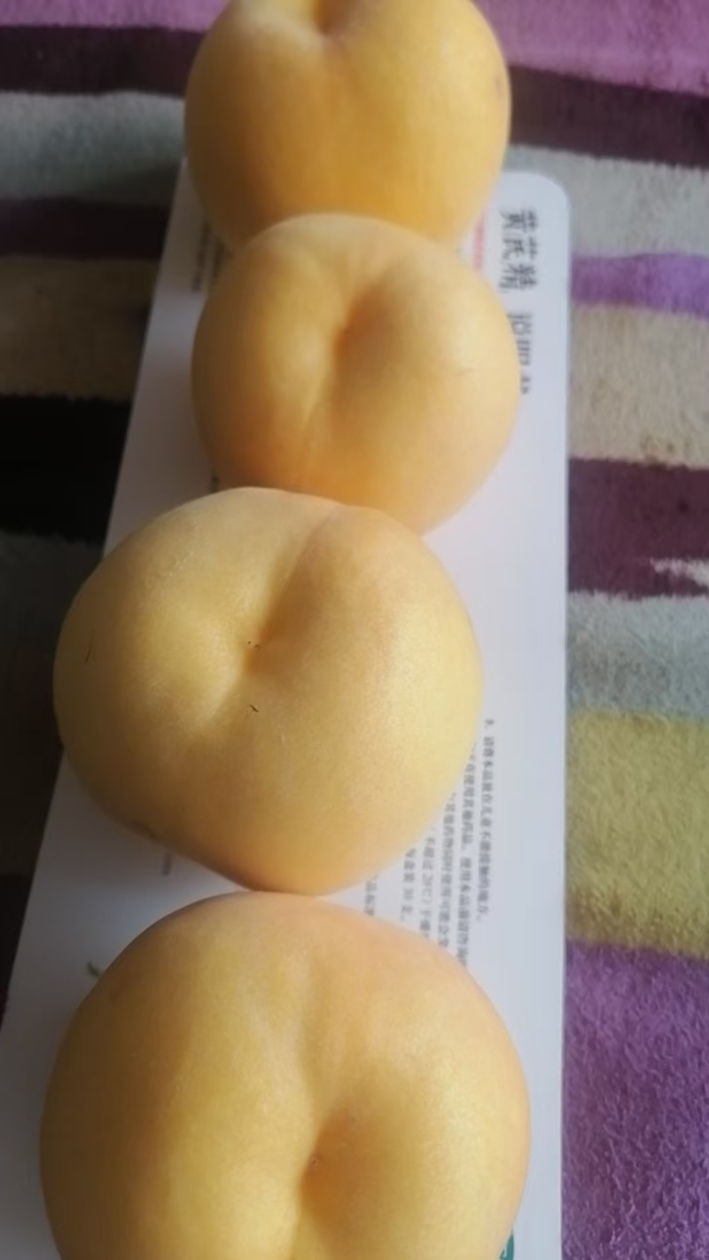 黄毛桃