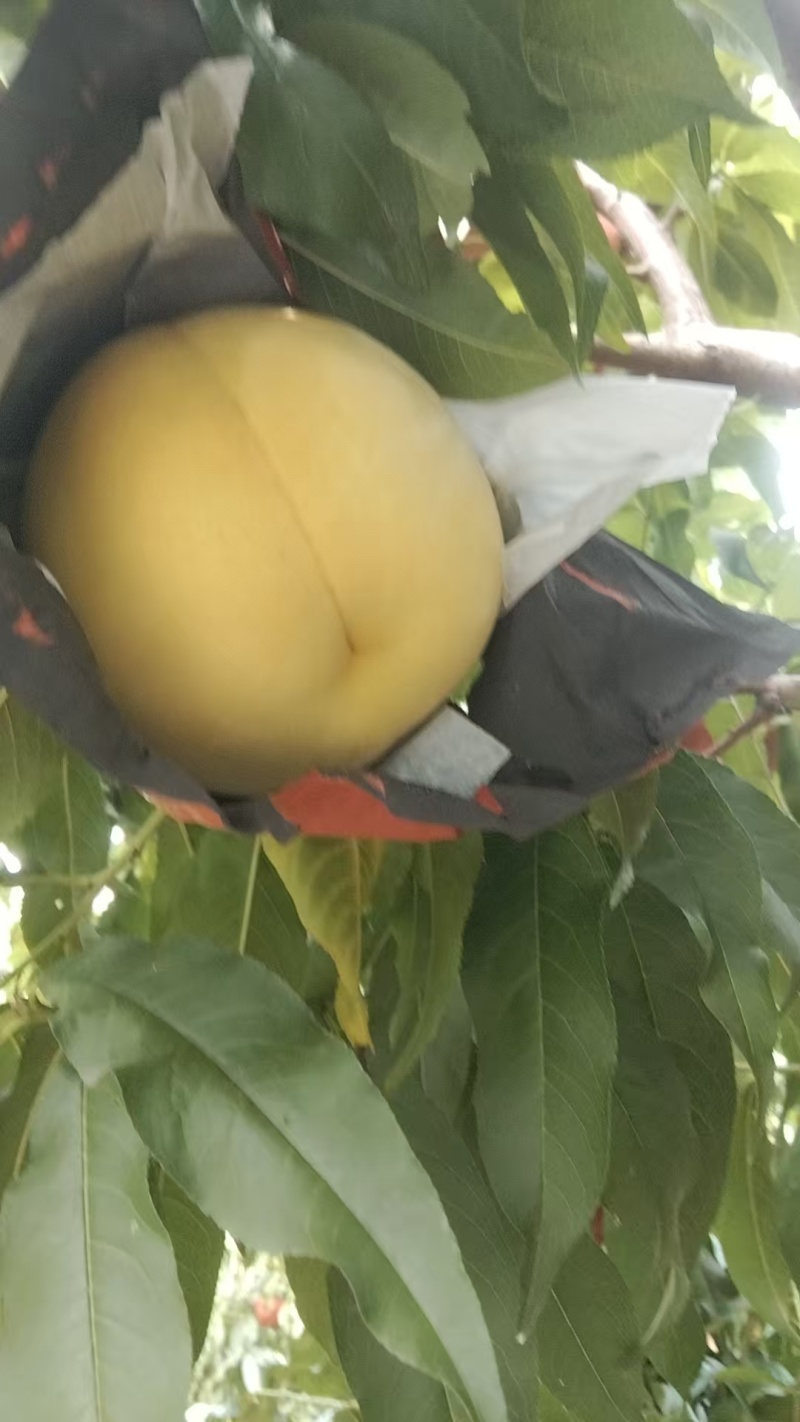 黄毛桃