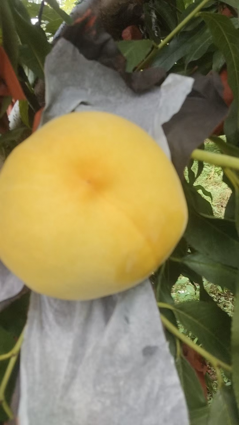 黄毛桃