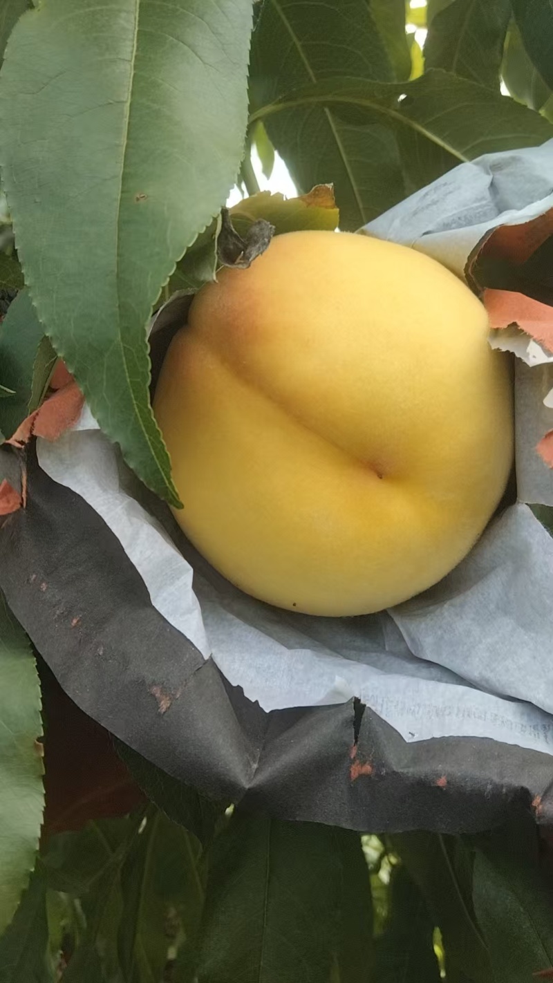 黄毛桃